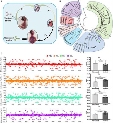 Incompatible Translation Drives a Convergent Evolution and Viral Attenuation During the Development of Live Attenuated Vaccine